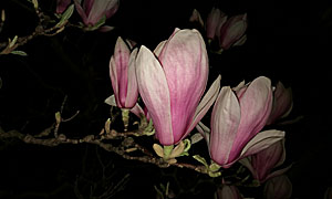 Es wird Frühling: die Magnolien blühen